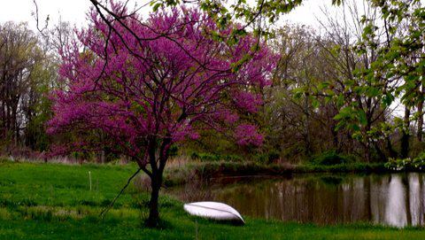 spring